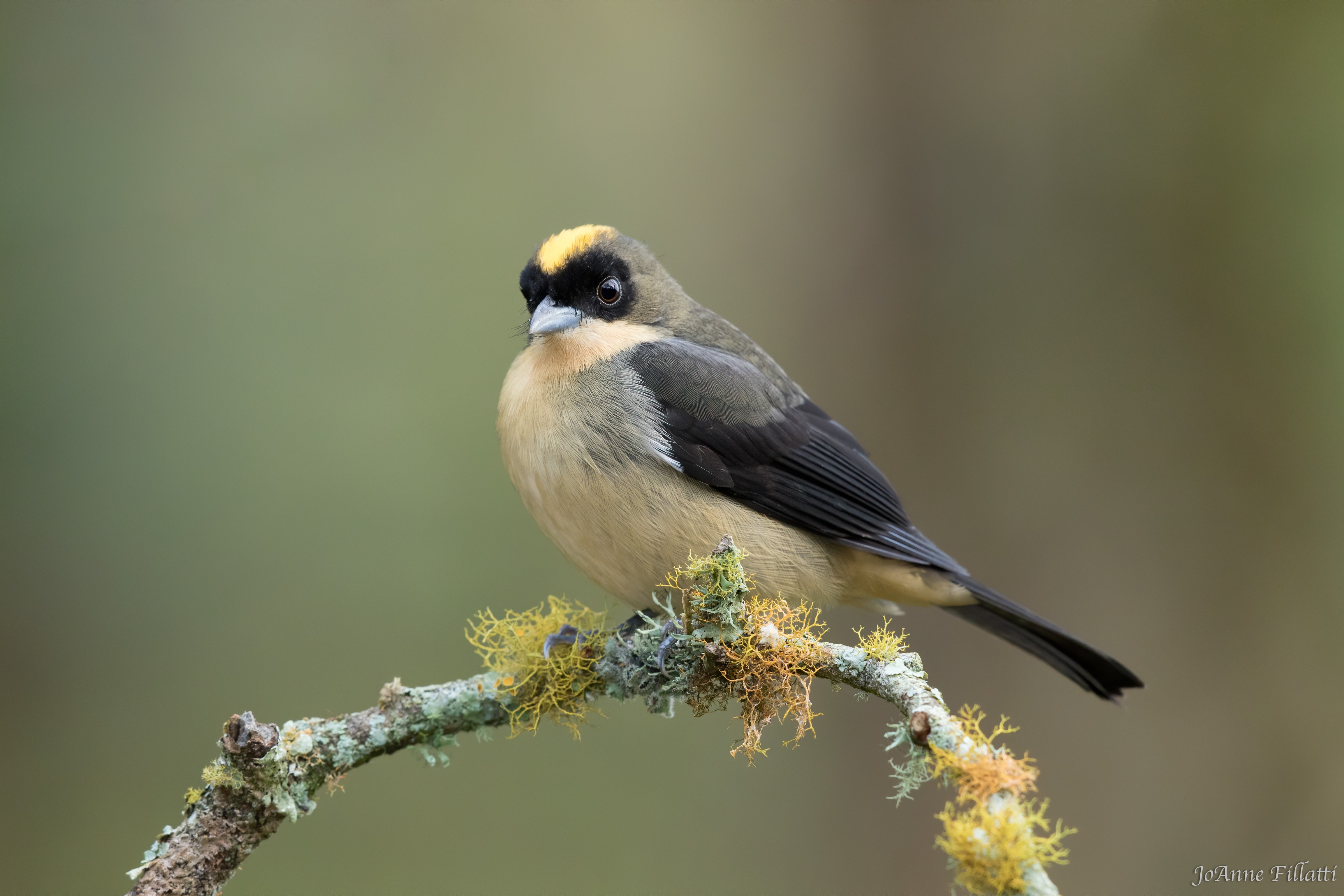 bird of brazil image 6